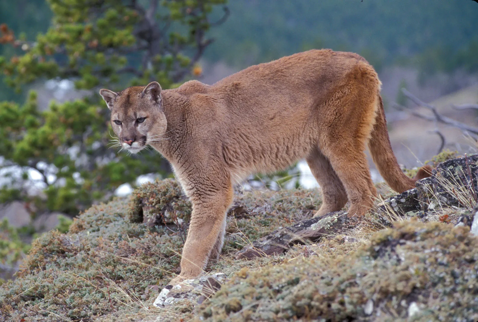 Puma americká
