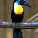 Ramphastos_vitellinus_-Matsue_Vogel_Park-8a-4c