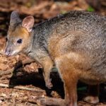Red-legged_Pademelon