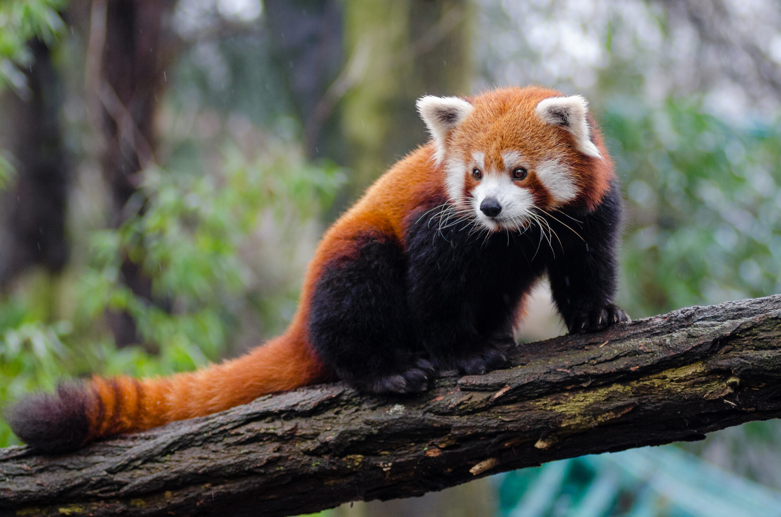 Panda červená