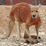 Red_kangaroo_-_melbourne_zoo