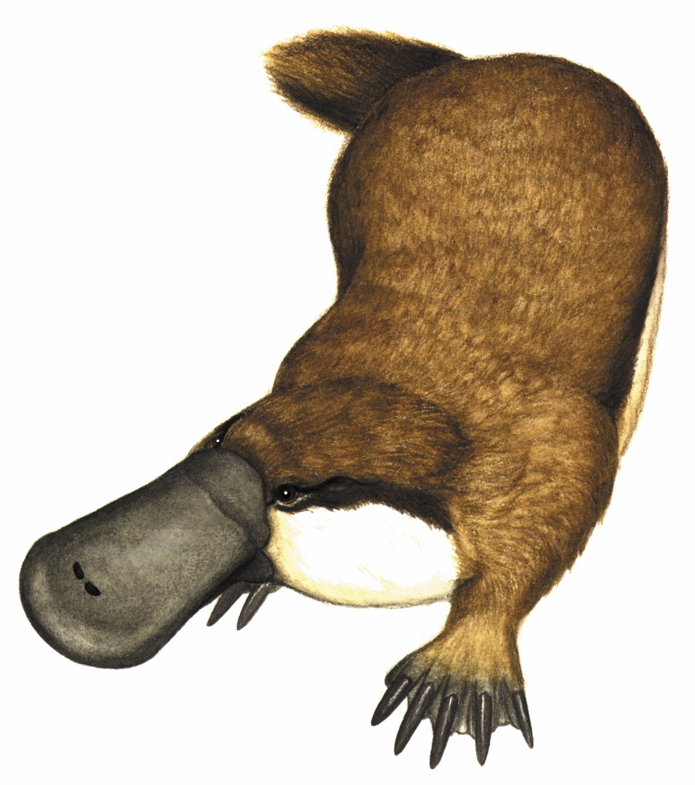 Monotrematum sudamericanum
