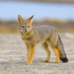 South_american_grey_fox