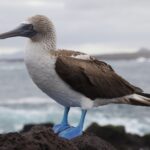 Terej modronohý Sula_nebouxii_-Santa_Cruz,_Galapagos_Islands,_Ecuador-8_(1)