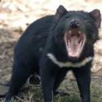Tasdevil_large