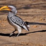 Yellow Hornbill