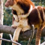 Tree_kangaroo2