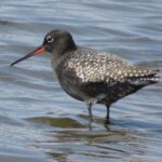 Tringa_erythropus_(summer_plumage)