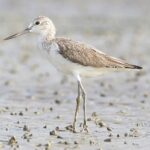Tringa_nebularia_-_Laem_Phak_Bia_(cropped)