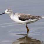 Tringa_stagnatilis