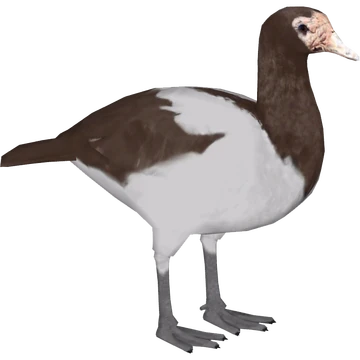 Vegavis iaai