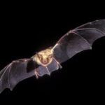 Vilda_105_Rollin_Verlinde__Greater_mouse_eared_bat-1160×787