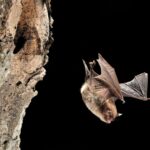 Vilda_49421_Rollin_Verlinde__Daubenton_s_bat_leaves_the_colony_tree-1160×773