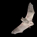 Vilda_74031_Rollin_Verlinde__Pond_bat-1160×851