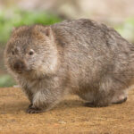 Vombatus_ursinus_-Maria_Island_National_Park