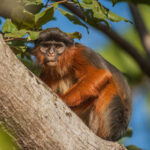 Western_Red_Colobus_Monkey_(32257813804)