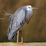 White-faced-Heron444
