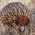 Wild_shortbeak_echidna