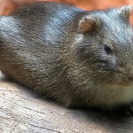 Wildmeerschweinchen-06
