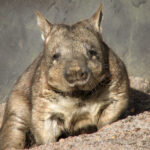 Wombat_1