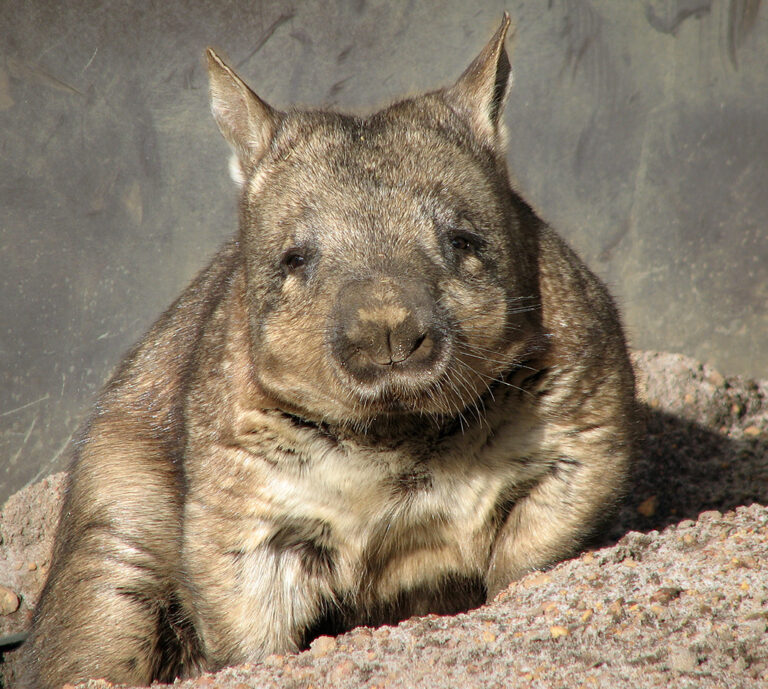 Wombat_1