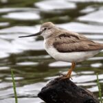 Xenus_cinereus_Lapland