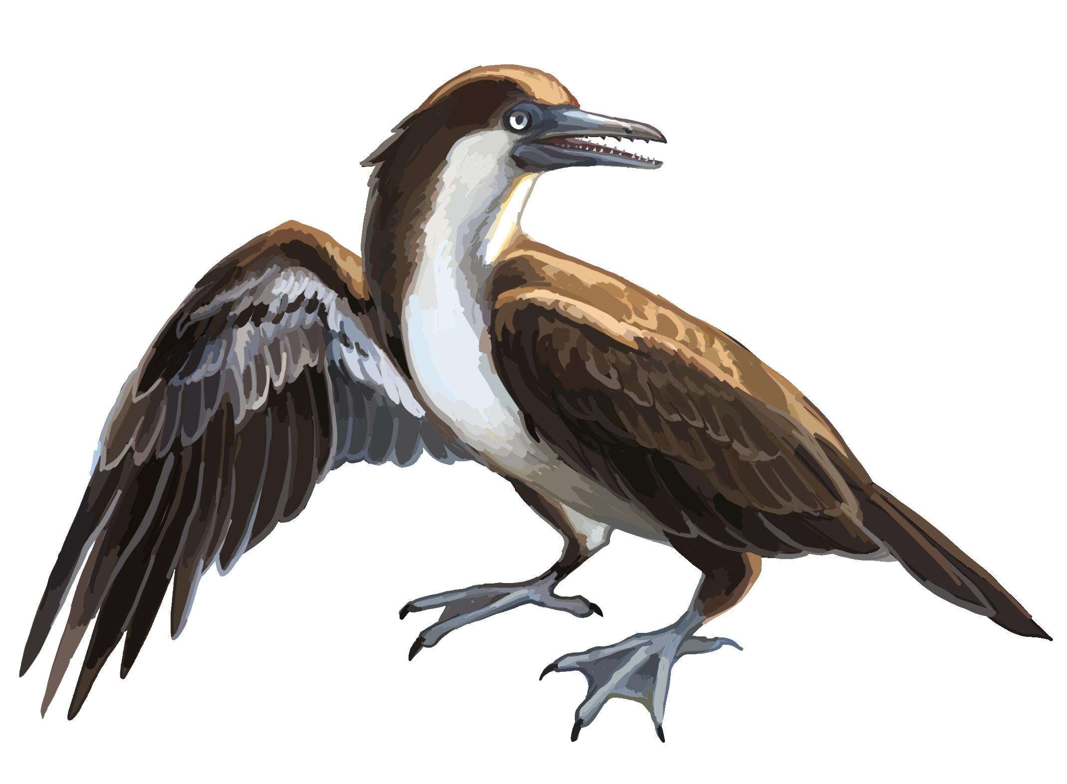 Yanornis
