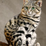 Zoo_Wuppertal_Schwarzfusskatze