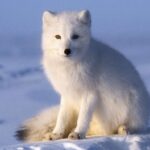 arctic-fox-468029675-5b3247a0c9e77c001a4df47a