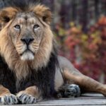 asiatic-lion-panthera-leo-persica-critically-endangered-species_641010-972
