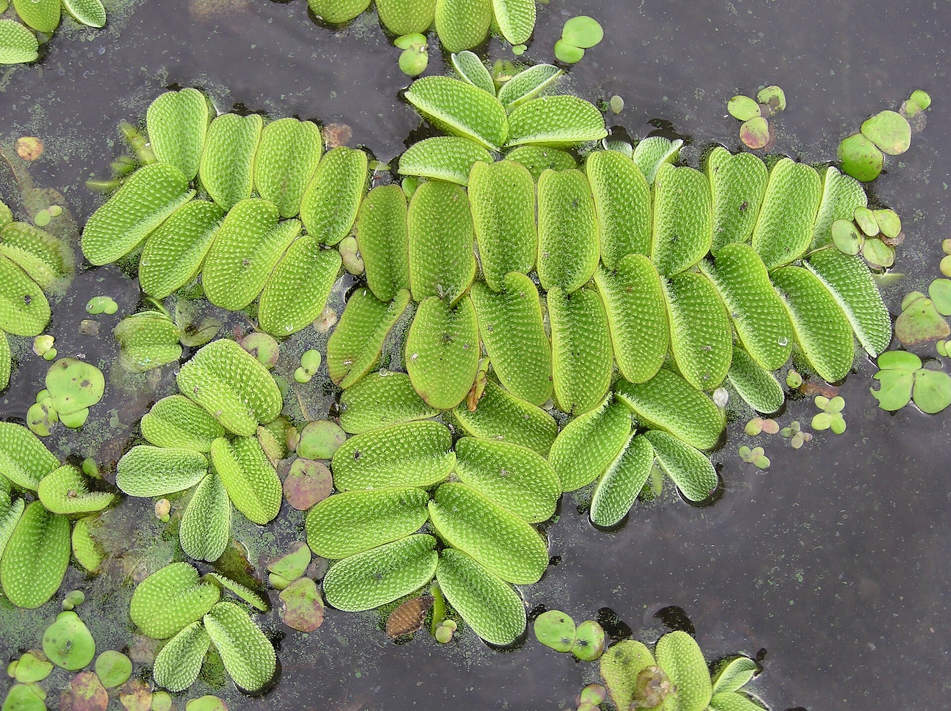Nepukalka vzplývající (Salvinia natans)