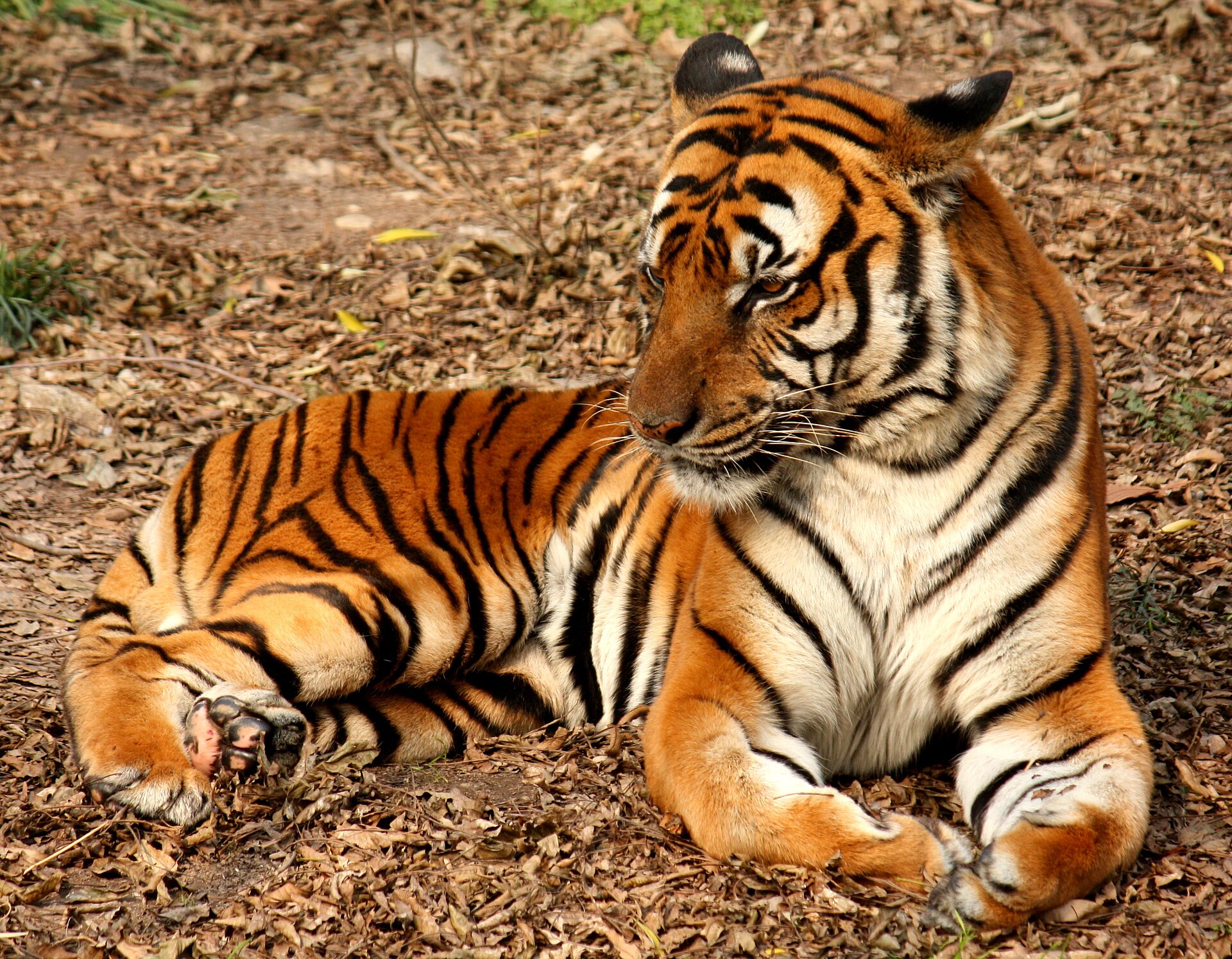Tygr čínský (Panthera tigris amoyensis)