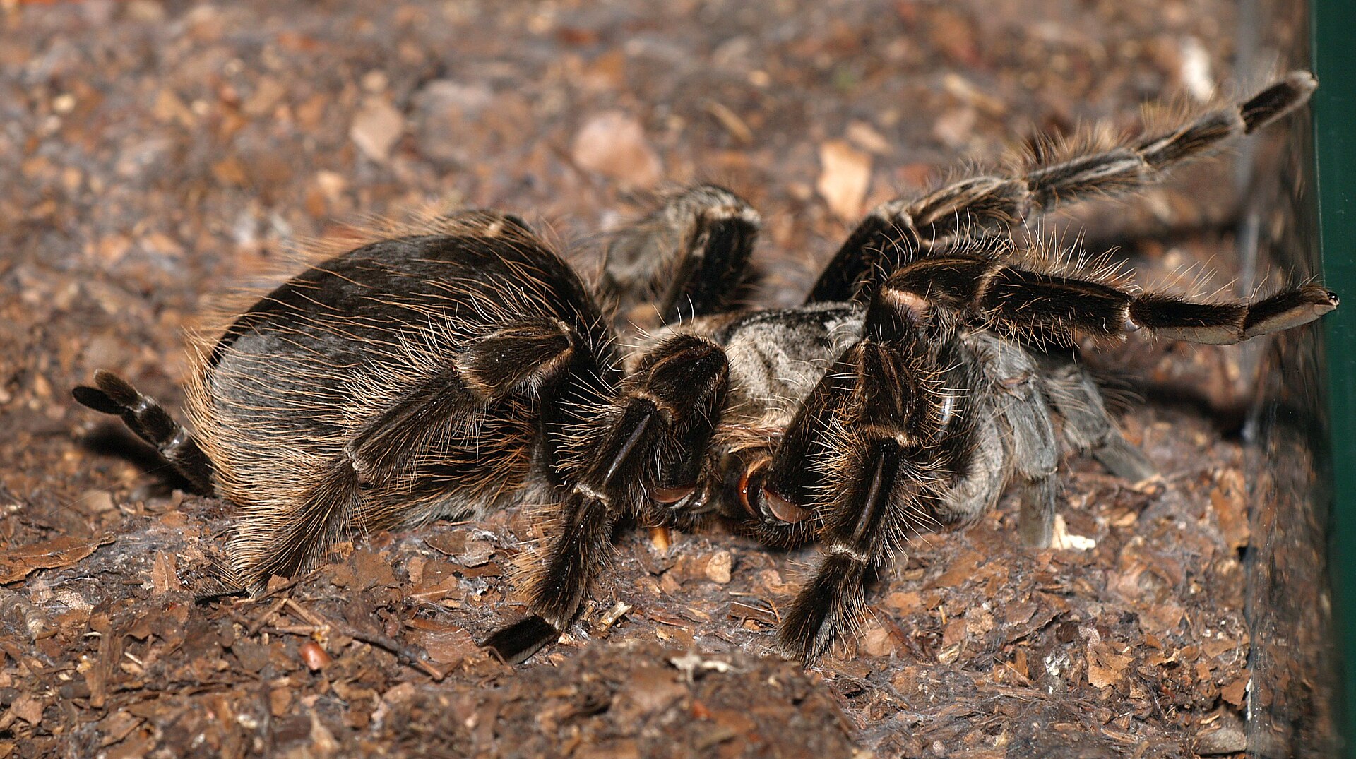 Sklípkan kadeřavý (Brachypelma albopilosum)