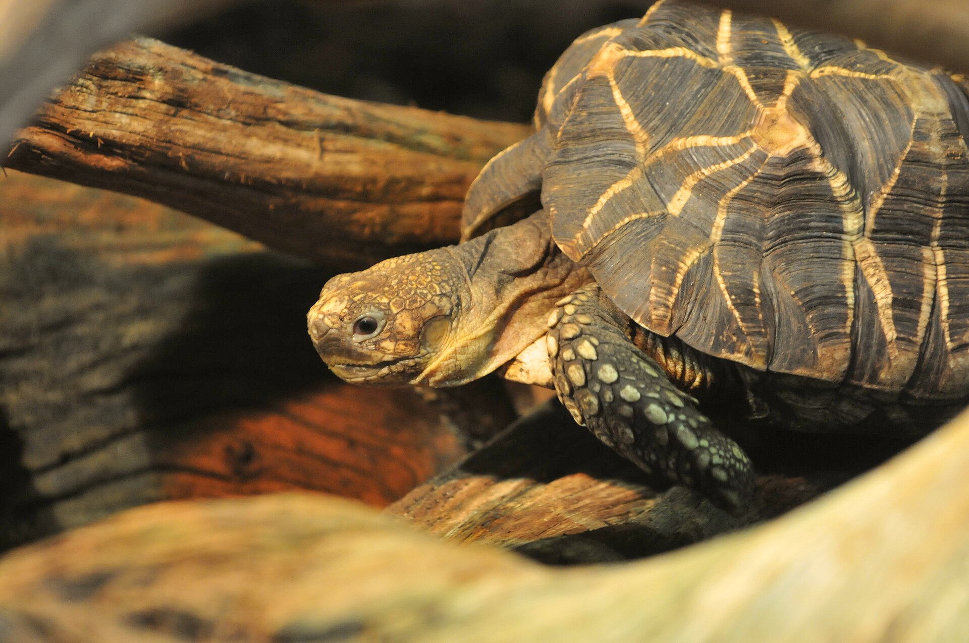Želva barmská (Geochelone platynota)