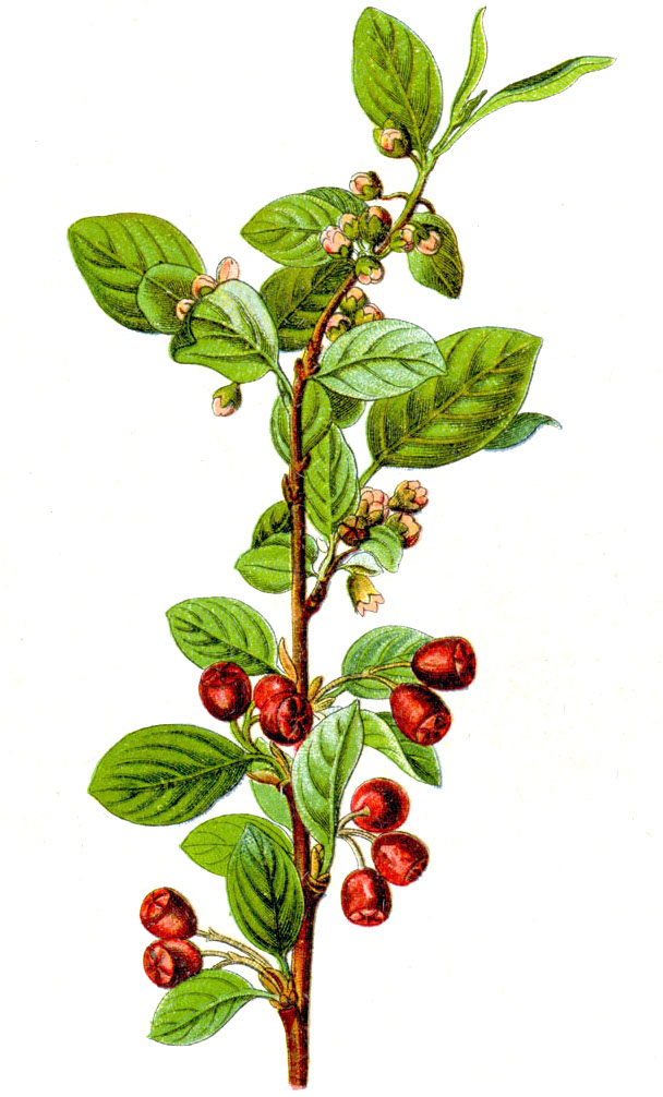 Skalník celokrajný (Cotoneaster integerrimus)