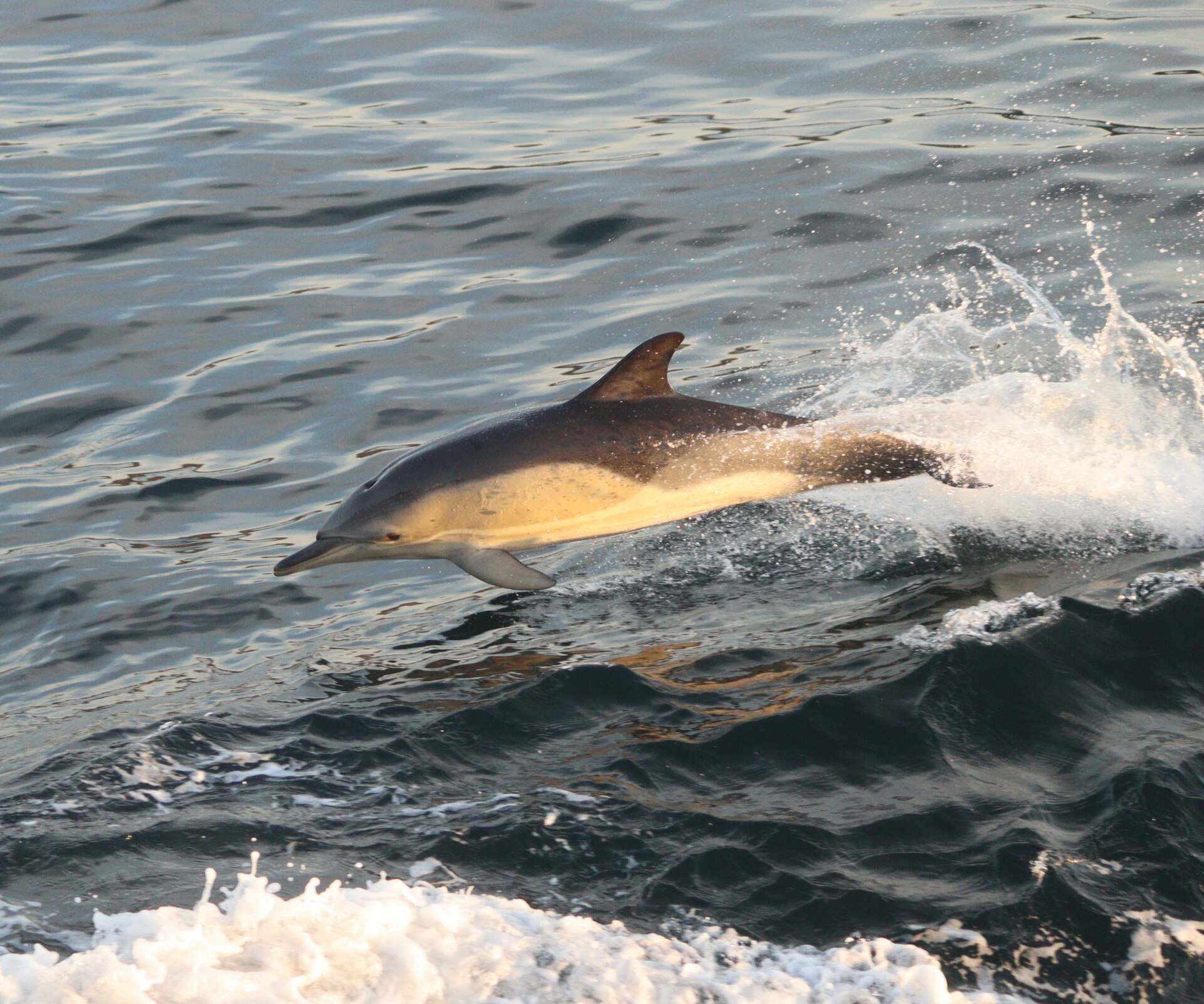 Delfín obecný (Delphinus delphis)