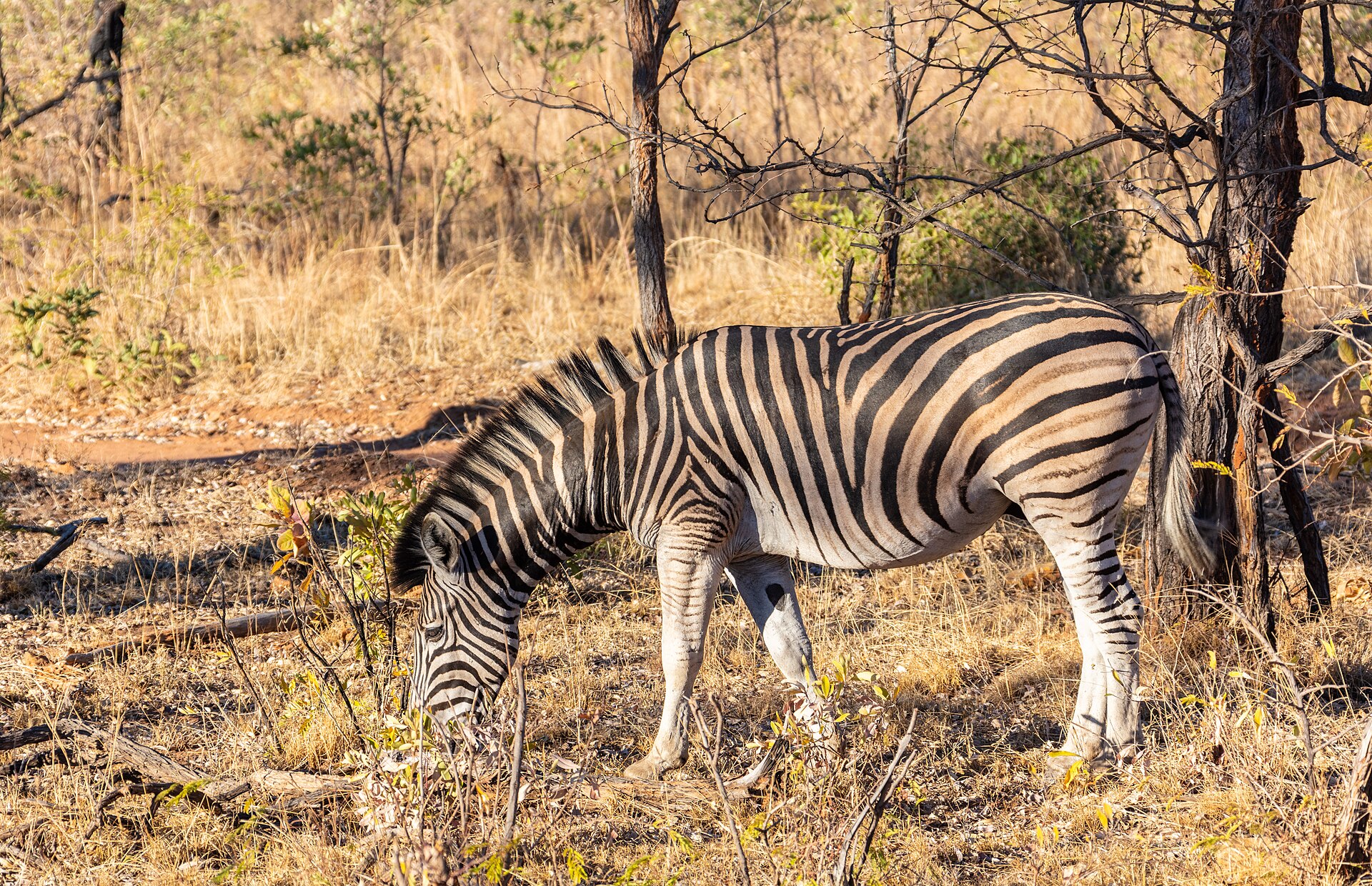 Zebra burchellova (Equus quagga burchellii)