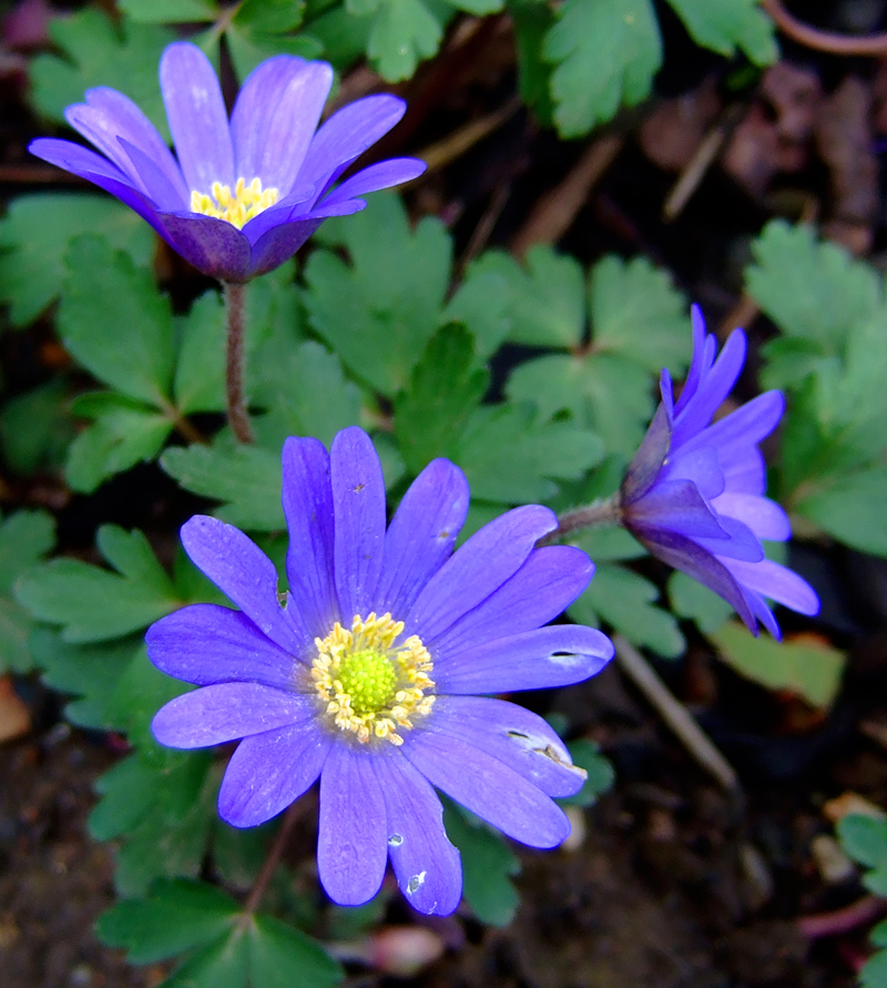 Sasanka vábná (Anemone blanda)