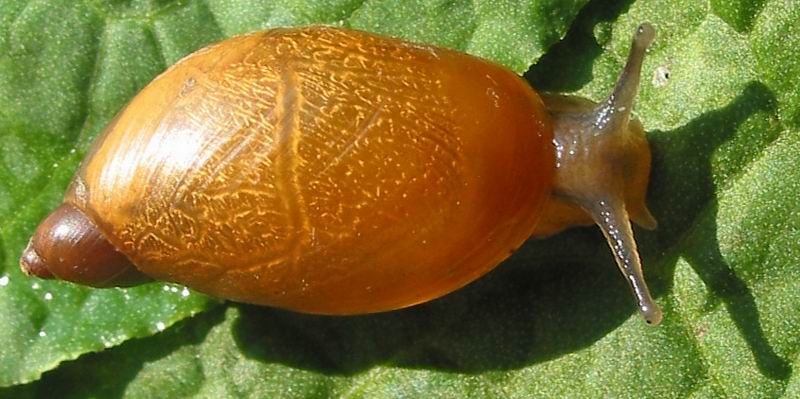 Jantarka obecná (Succinea putris)