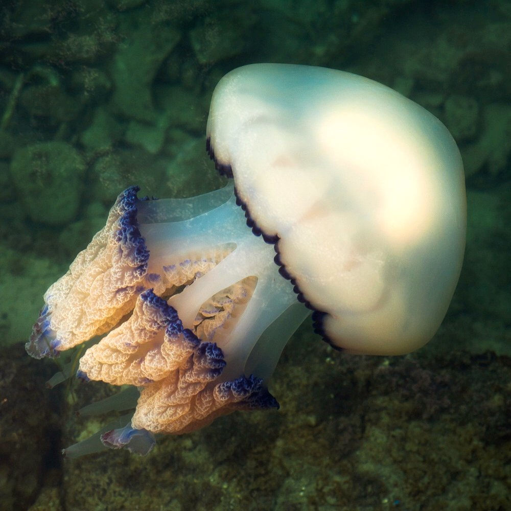 Kořenoústka plicnatá (Rhizostoma pulmo)