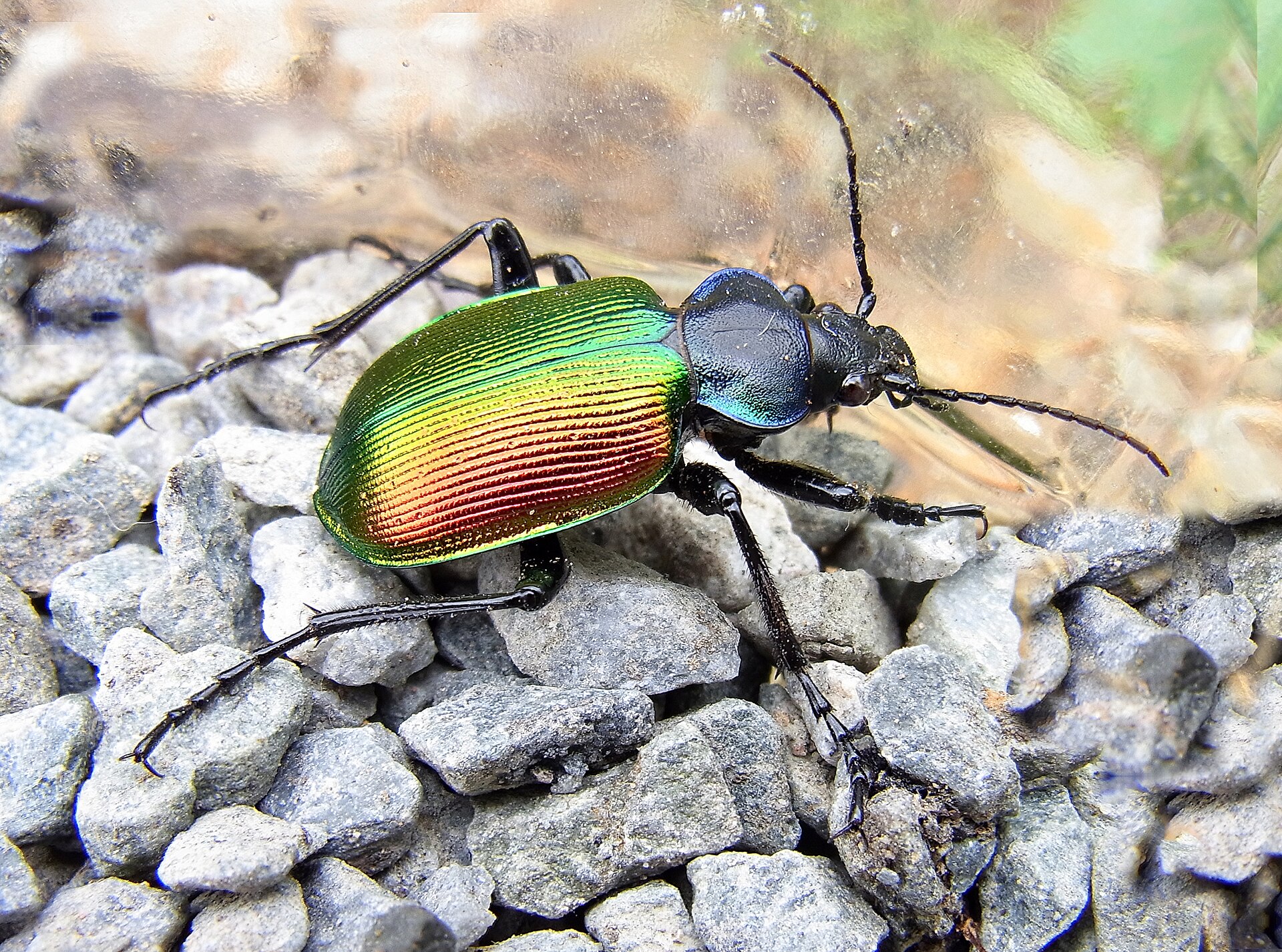 Krajník pižmový (Calosoma sycophanta)
