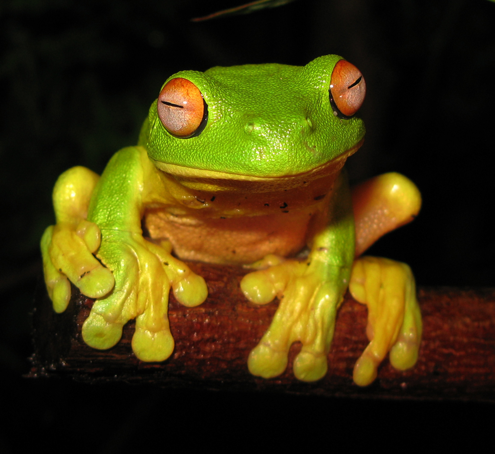 Rosnice červenooká (Litoria chloris)