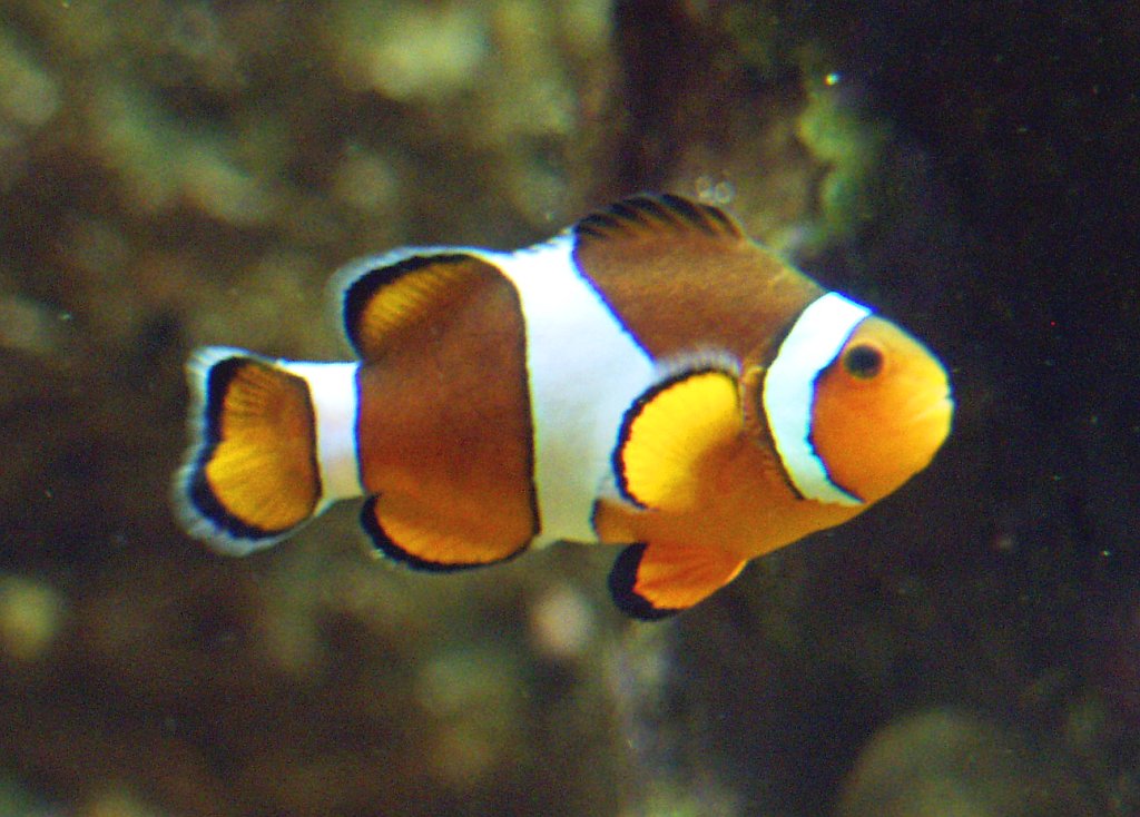 Klaun očkatý (Amphiprion ocellaris)