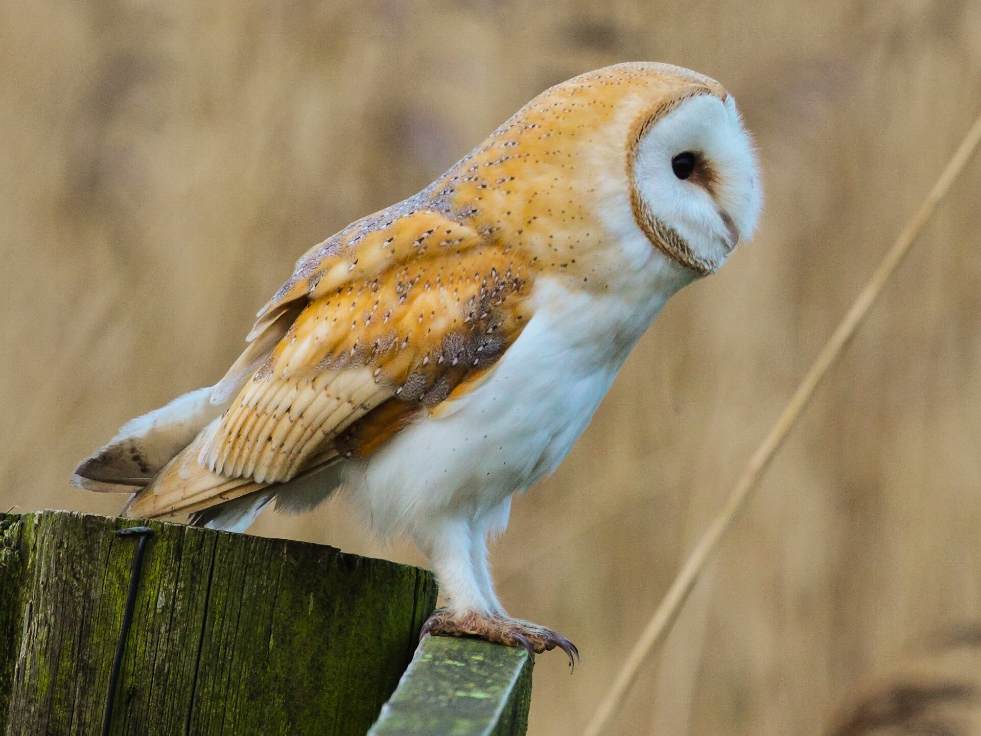 Sova pálená (Tyto alba)