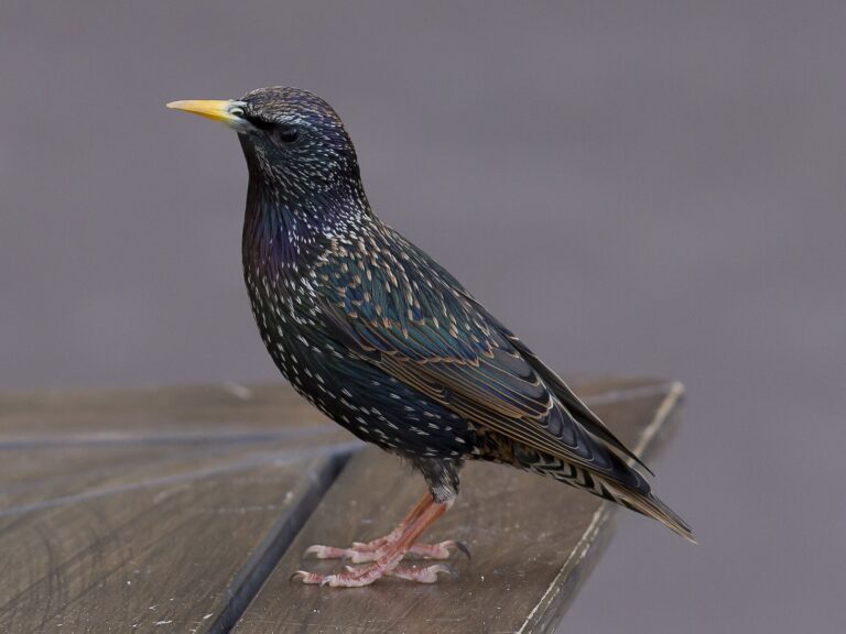 Špaček obecný Špaček obecný (Sturnus vulgaris)