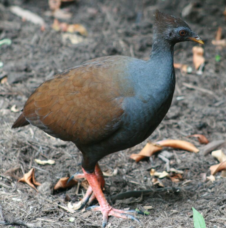 Tabon oranžovonohý
