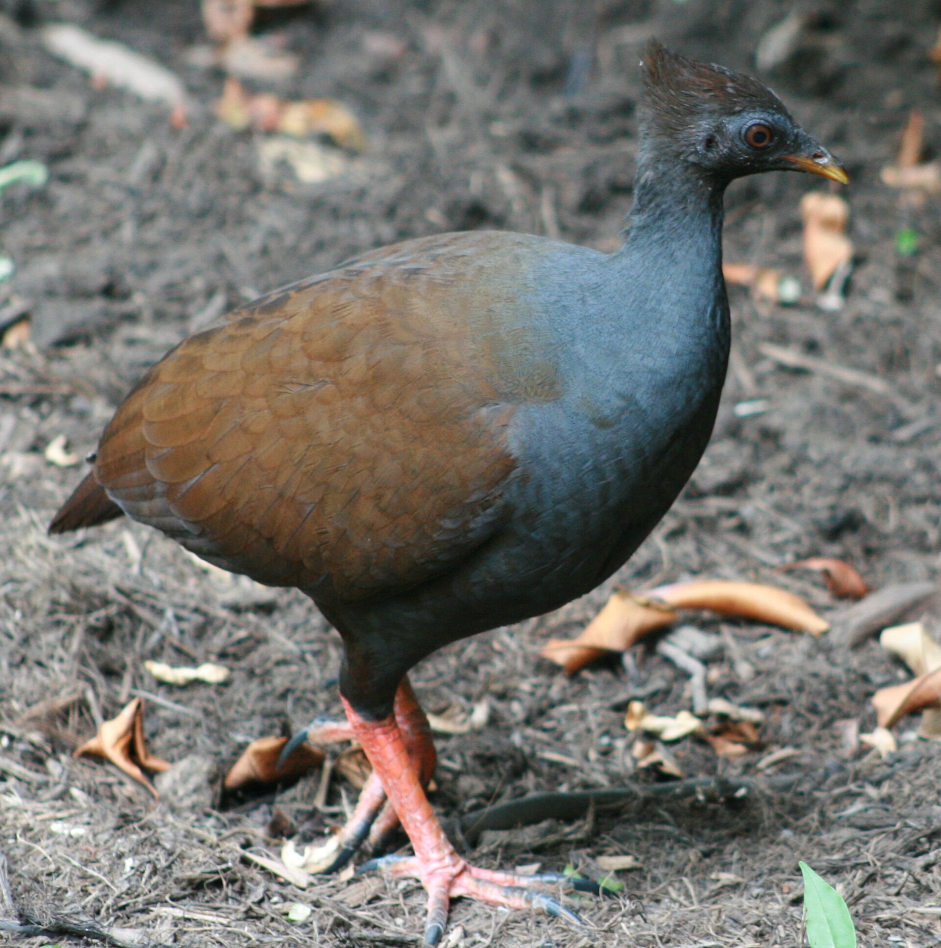 Tabon oranžovonohý