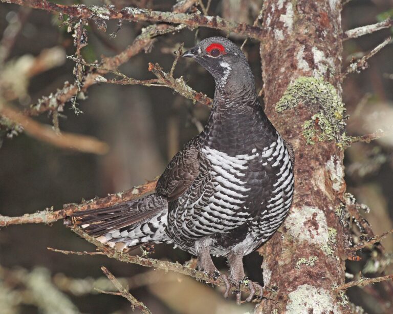 Tetřívek kanadský (Canachites canadensis)