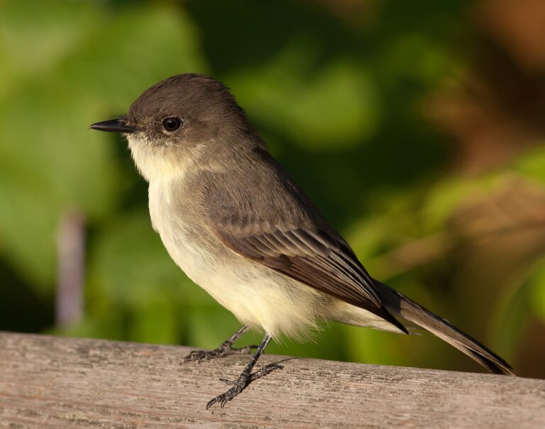 Tyranovec domácí (Sayornis phoebe)