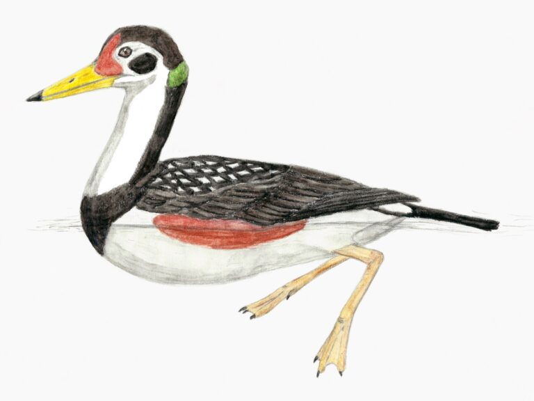 Vegavis iaai (Vegavis iaai)